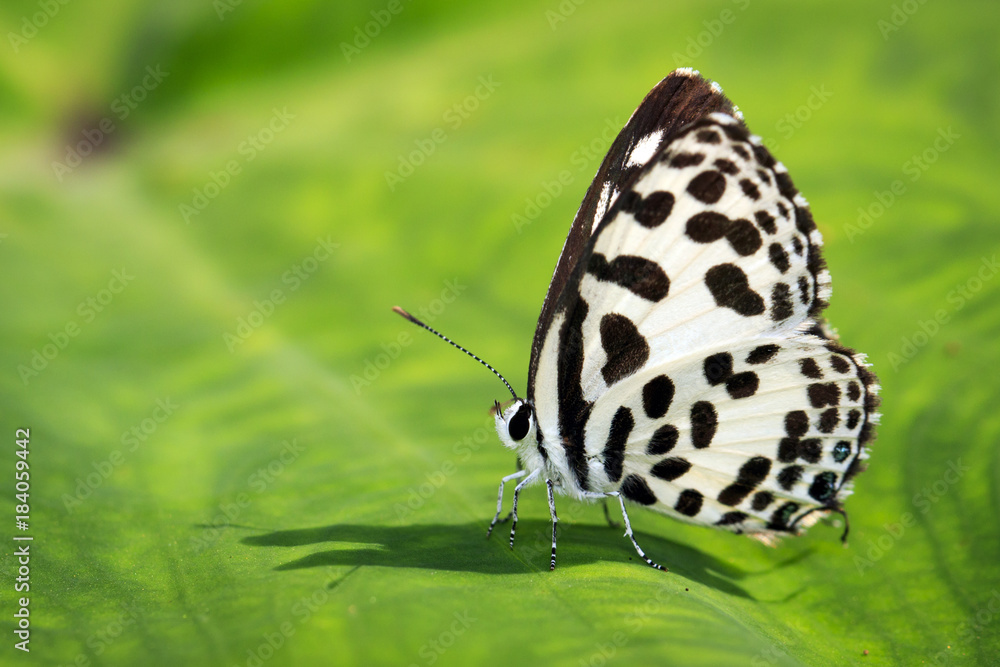 Image of common pierrot butterfly on a green leaf. Insect, Animal. (Castalius rosimon rosimon Fabricius, 1775) Image of common pierrot butterfly on a green leaf. Insect, Animal. (Castalius rosimon rosimon Fabricius, 1775)