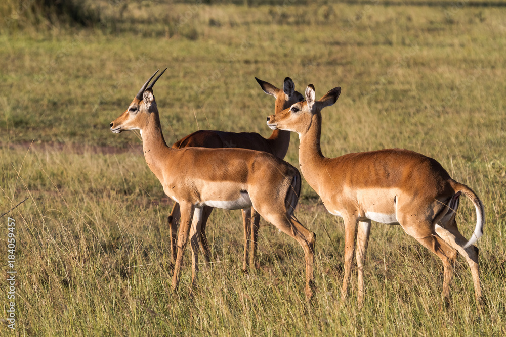 Small group of impalas in Serengeti. Tanzania, Africa Small group of impalas in Serengeti. Tanzania, Africa