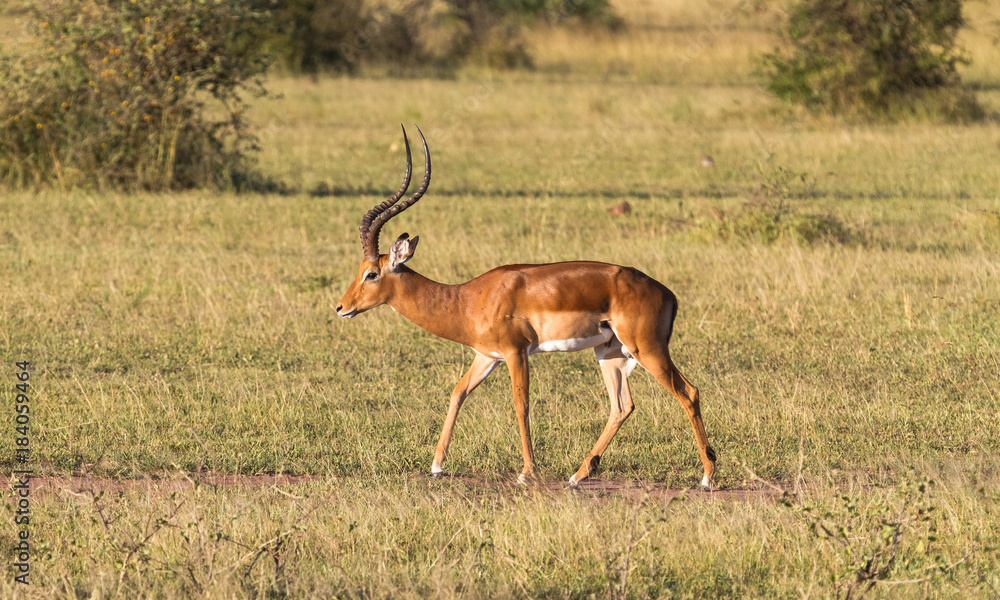 Impala male close up. Bush of Serengeti, Africa Impala male close up. Bush of Serengeti, Africa