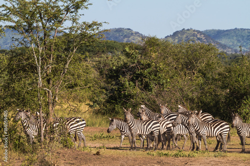 Small herd of zebras in savanna. Serengeti  Africa