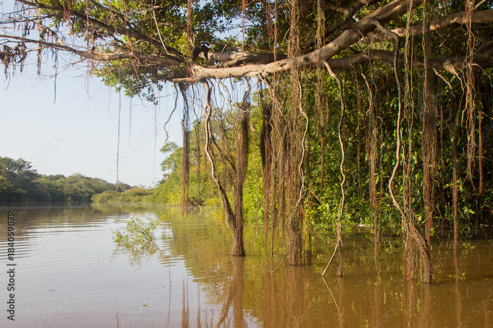 Obraz premium Lianas hanging into the brown water of the amazon river