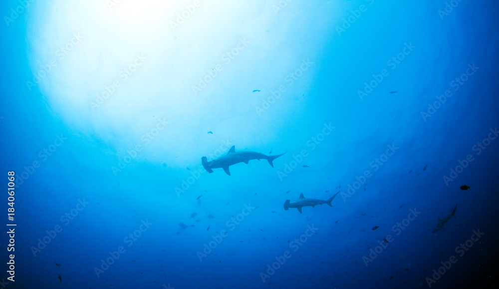 Fototapeta premium Hammerhead shark