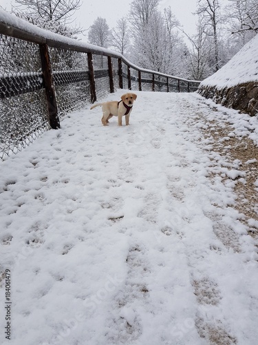 Snowdog photo