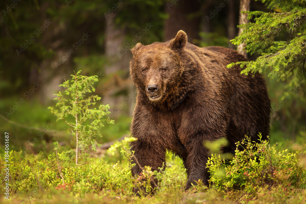 Close up of a large dominant brown bear male which lost one ear after a fight for domination. Summer in Finland. Amazing animals.