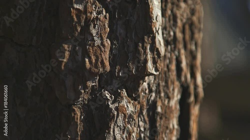 Texture of tree bark. Texture of brown tree bark. Large trunk with rough bark of maritime pine. A tree trunk with a solid bark.
