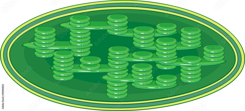 Structure of chloroplast Stock Vector | Adobe Stock