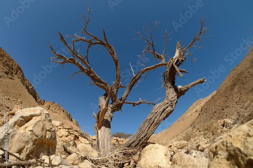 Dead dry tree trunk on arid landscape in Judea desert, Israel.
