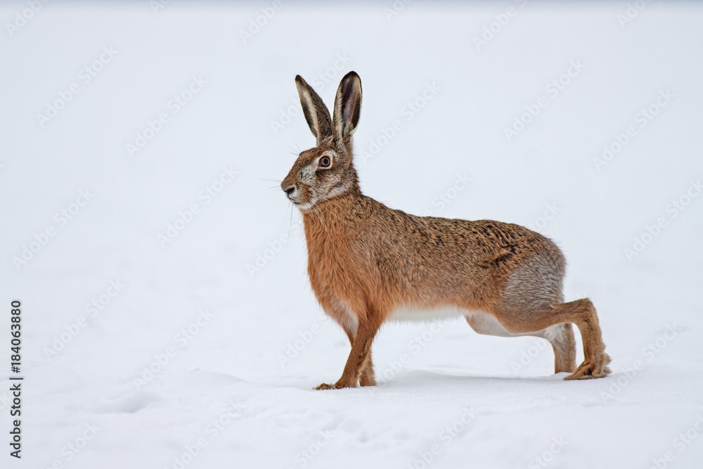 European brown hare lepus europaeus in winter. One wild animal on field covered with snow.
