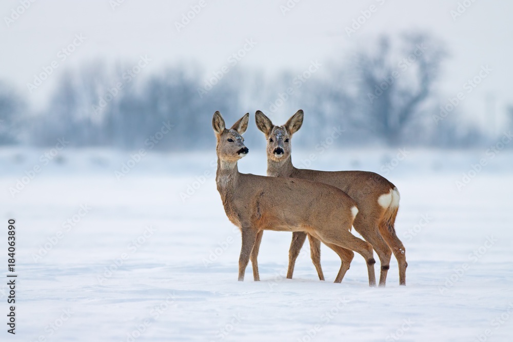 Young Roe deer Capreolus capreolus in winter. Deer with snowy background. Wild animals interacting standing close together.
