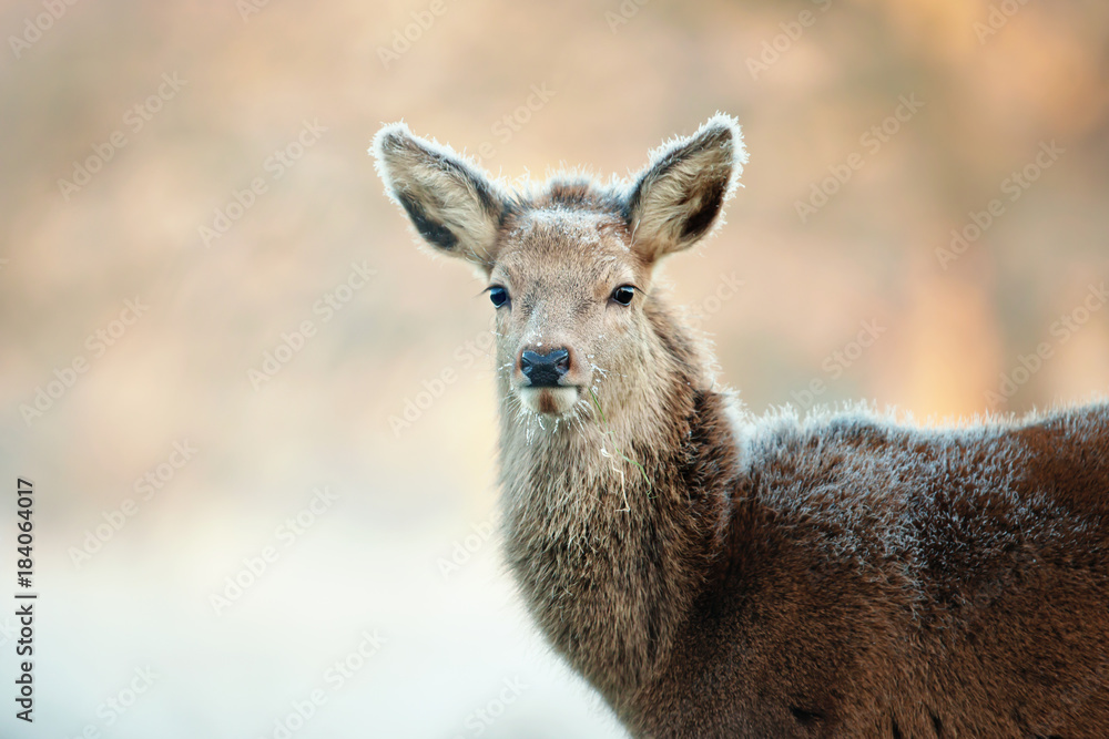 Close up of a red deer hind against a beautiful morning light in winter. Animals in winter, Europe.