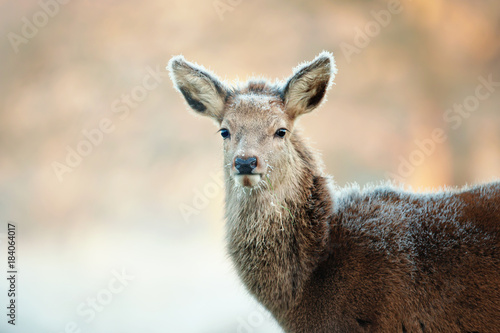 Close up of a red deer hind against a beautiful morning light in winter. Animals in winter  Europe.