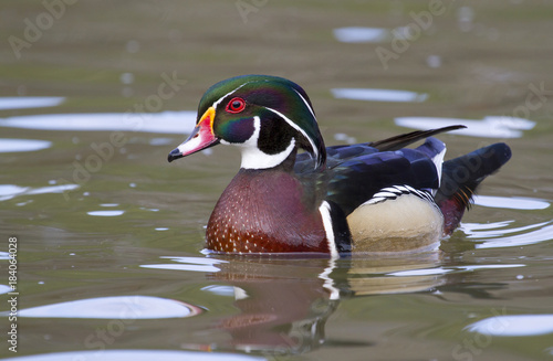 Male wood duck (Aix sponsa) in a lake, Stone Mountain Park, Georgia, USA