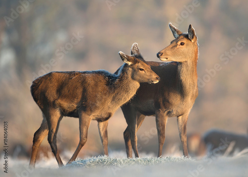 Fototapeta Naklejka Na Ścianę i Meble -  Red deer hind with a calf in winter.