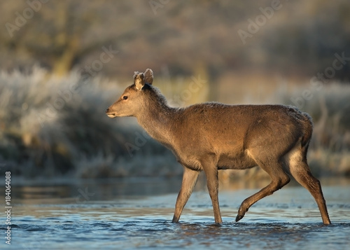 Red deer hind crossing a stream of water