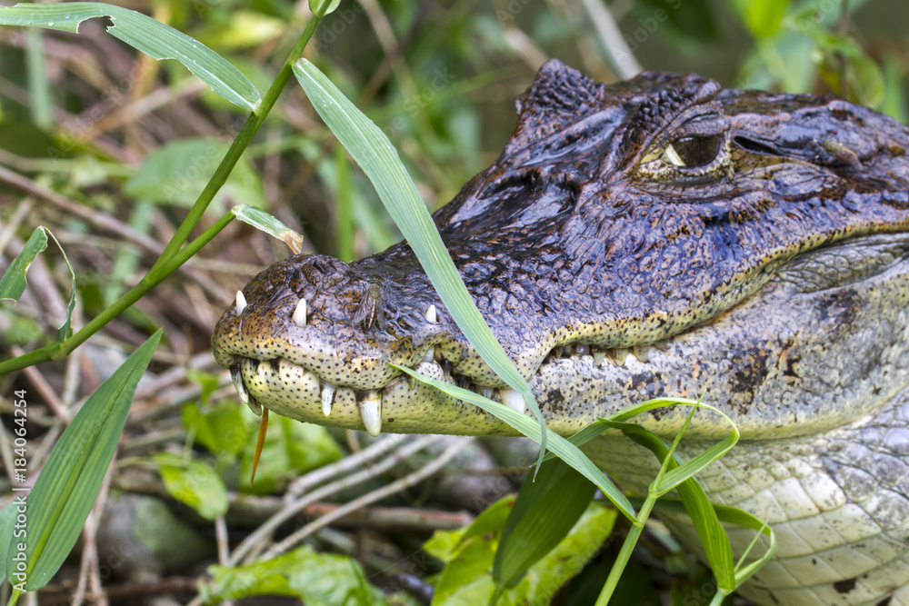 Fototapeta premium Spectacled caiman (Caiman crocodilus) with teeth growing through lips, hiding in grass on the channel coast, Tortuguero, Costa Rica.