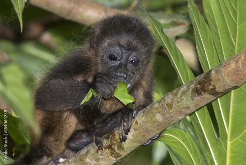 Baby montled howler monkey (Alouatta palliata) eating tree leaves in rainforest canopy, Cahuita national park, Limon, Costa Rica.