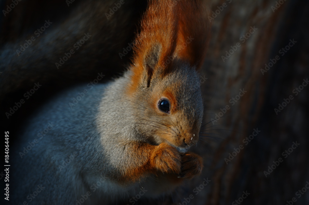 Fototapeta premium Squirrel on a tree close up