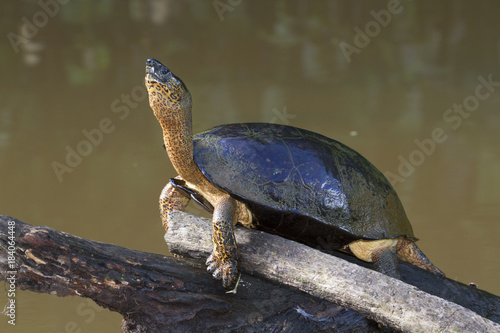 Black river turtle (Rhinoclemmys funerea) warming under sun, Tortuguero, Costa Rica. photo