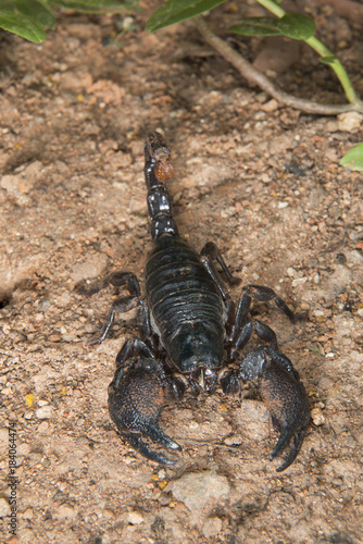 Emperor scorpion (Pandinus imperator), Accra, Ghana