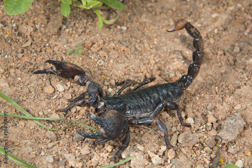Emperor scorpion (Pandinus imperator), Accra, Ghana