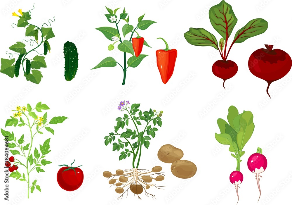 Fototapeta Zestaw różnych roślin warzywnych z owocami na białym tle