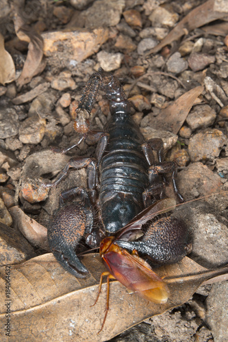 Emperor scorpion (Pandinus imperator) eating a large cockroach, Accra, Ghana © Ivan Kuzmin
