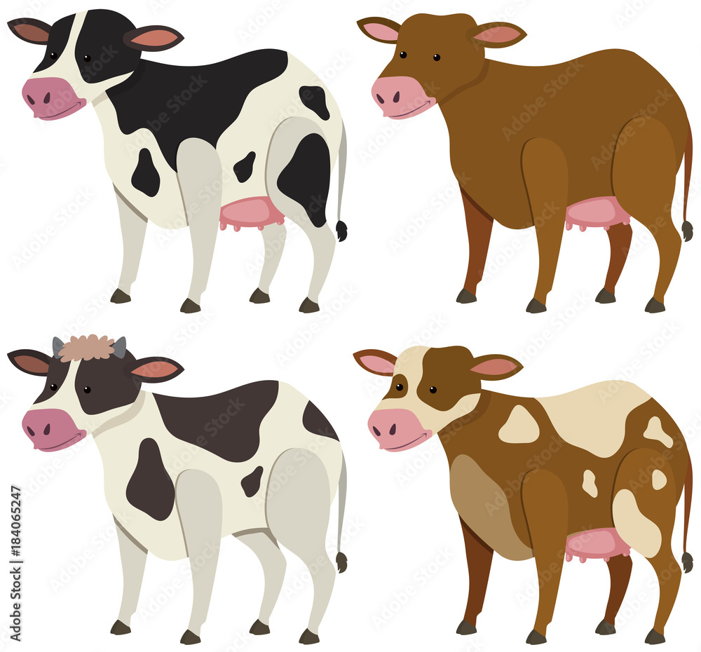 Four cows with different skin colors