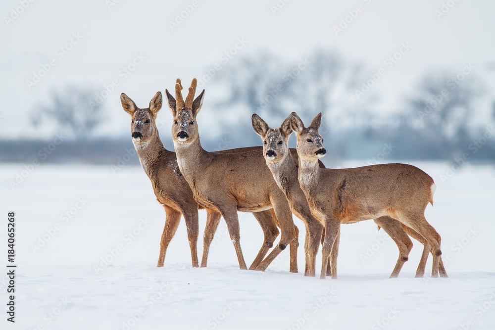 Roe deer family in winter. Group of deer in snow covered country. Wild animals with snowy trees on background.