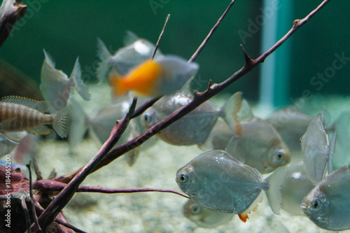 Sea transparent fish, pictures taken under water. photo