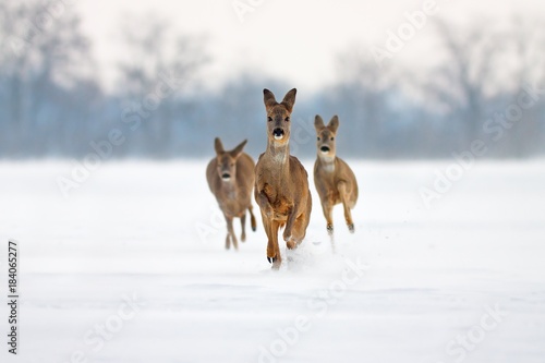 Papier peint Group of three Roe deer Capreolus capreolus does in winter