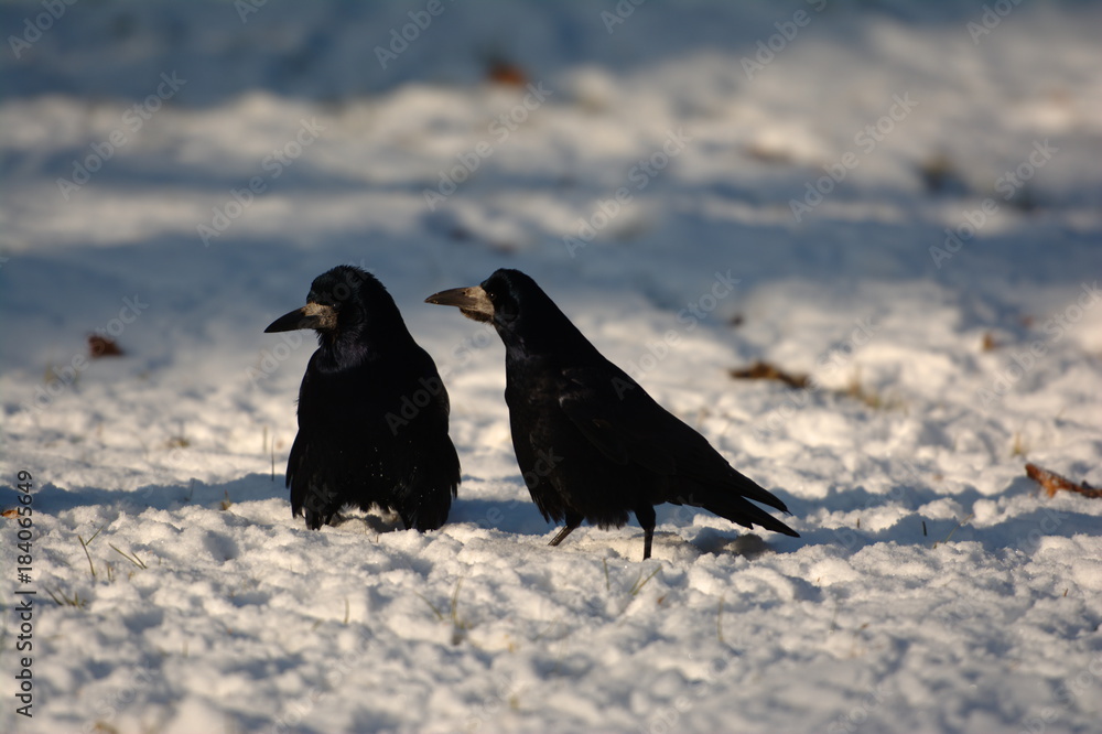 Two ravens watching to someone. Two ravens watching to someone.