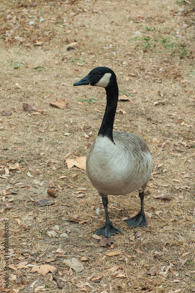 Fototapeta premium Canadian Goose