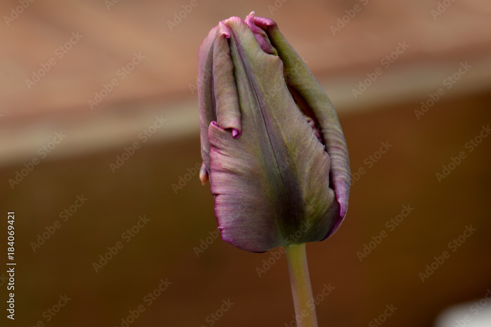 Obraz premium Purple Highlights Tulip