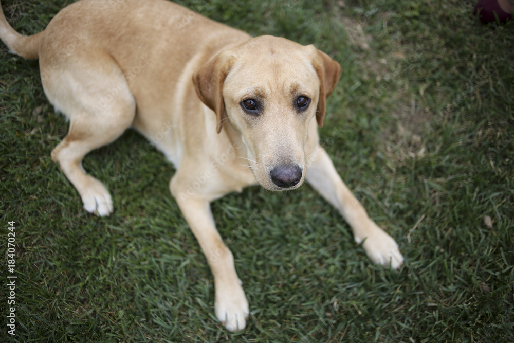 Yellow Labrador Retriever Laying in the Grass Yellow Labrador Retriever Laying in the Grass