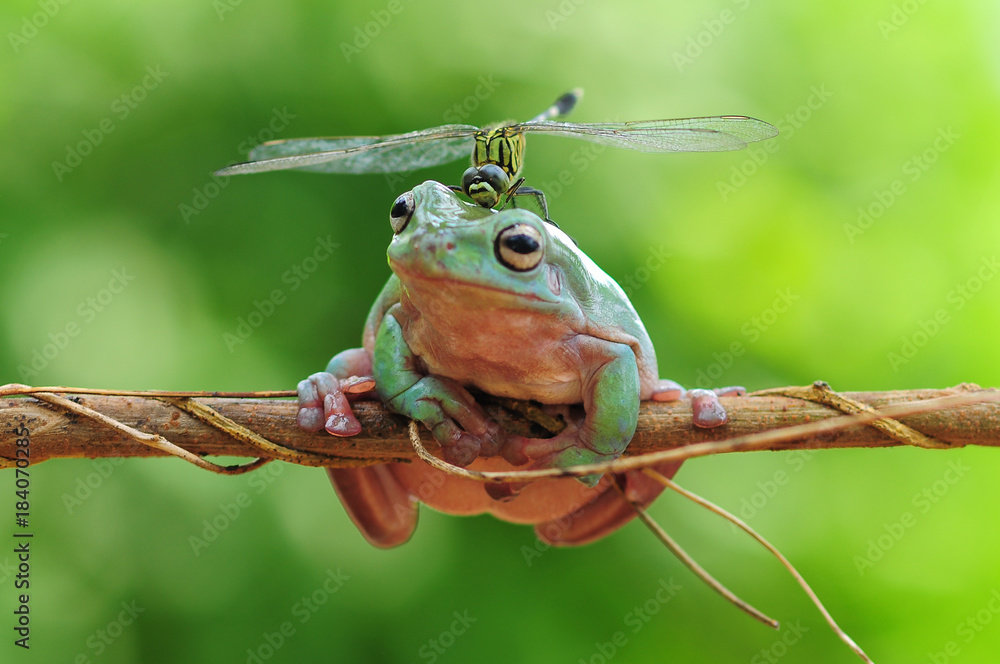 Obraz premium przysadzista żaba z ważką