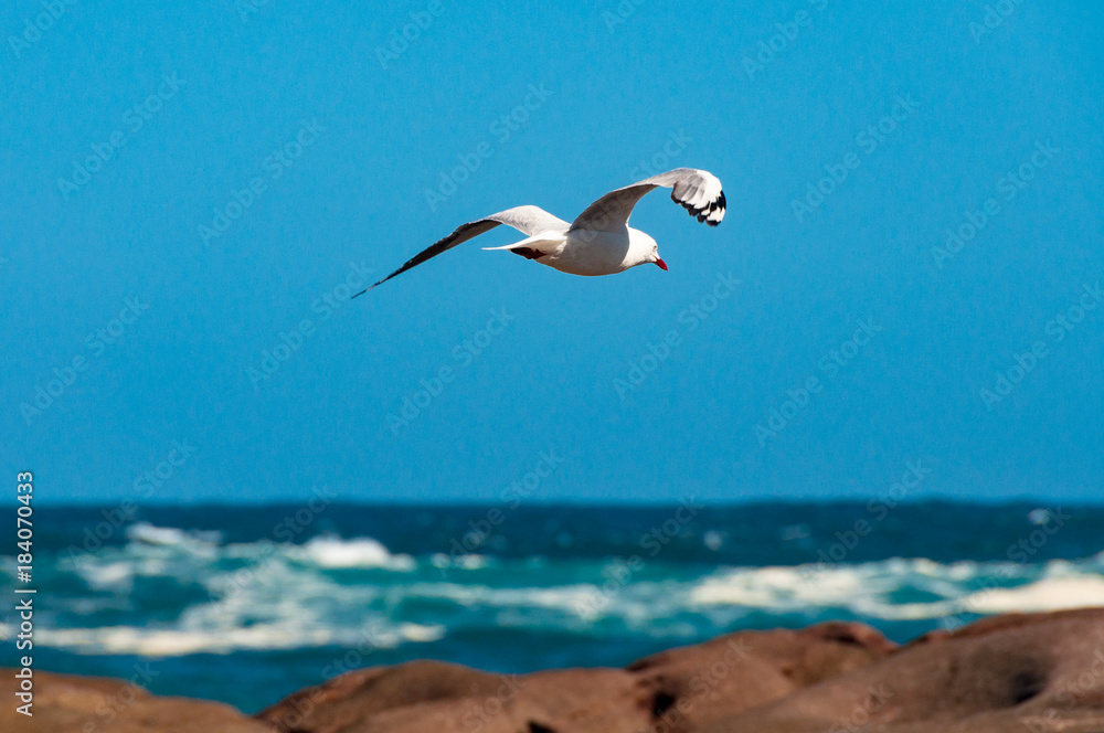 Obraz premium Seagull flying over ocean, sea and rocks