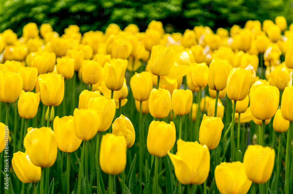 yellow tulips in gosan