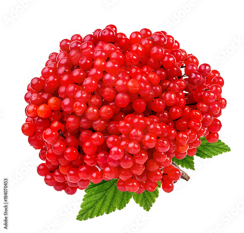 Red berries of Viburnum (arrow wood) isolated on white background