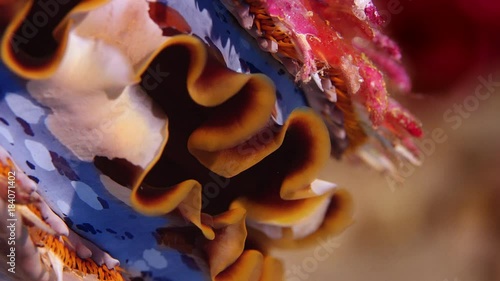 Thorny oyster (Spondylus varians) in the tropical coral reef, WAKATOBI, Indonesia, slow motion. photo