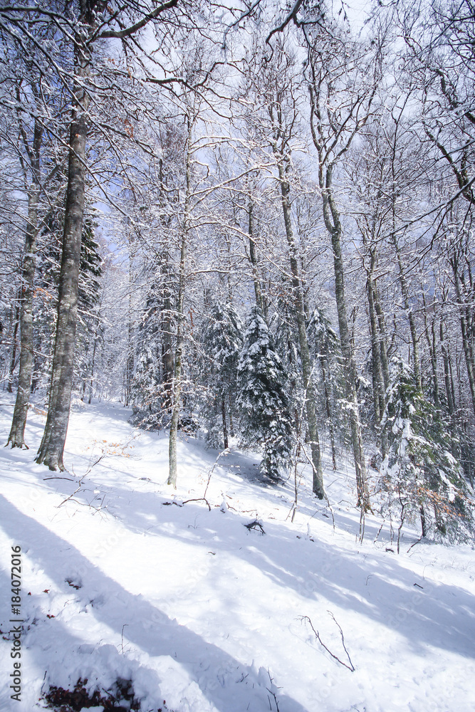 First snow in the woods First snow in the woods
