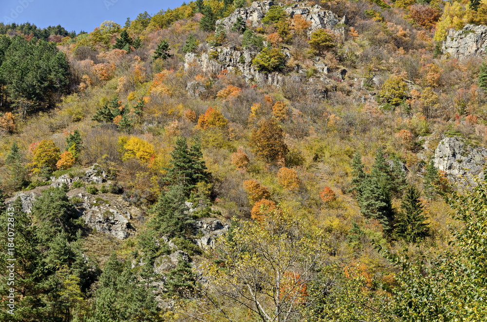 Mountain landscape with differently trees in venerable autumnal forest and glade, Rila mountain, Bulgaria 
