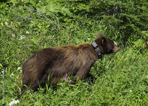 Closeup of a Collar Tracked Black Bear Waterton National Park, Canada