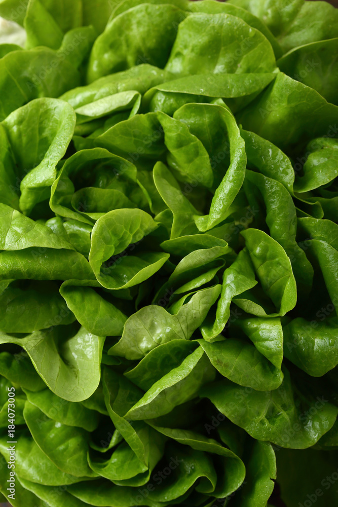 Fresh green salad background Fresh green salad background