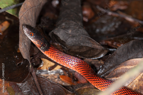 Black-headed calico snake (Oxyrhopus melanogenys) in Tambopata reserve, Peru photo