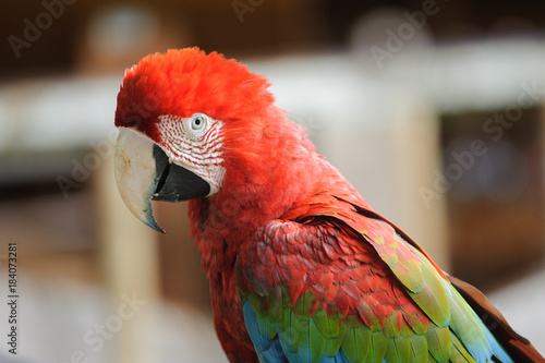 Red-and-green Macaw in Tambopata research centre