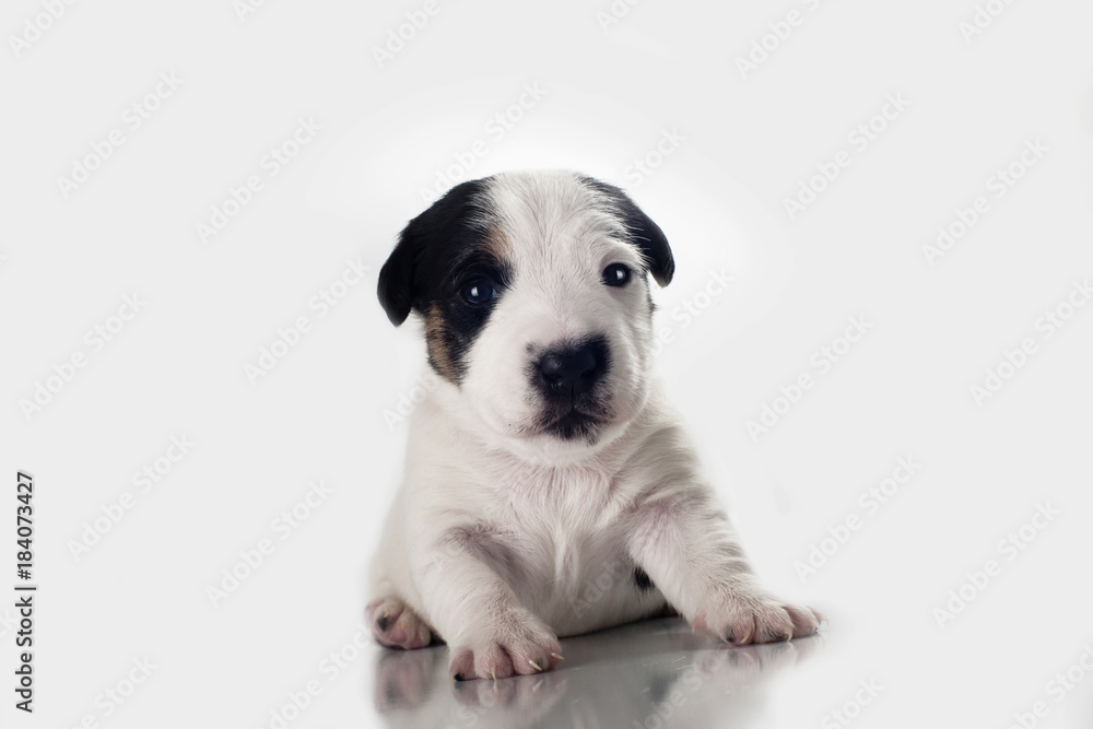 Jack Russell isolated on white background