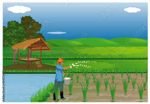 farmer manure rice plant in paddy field vector design