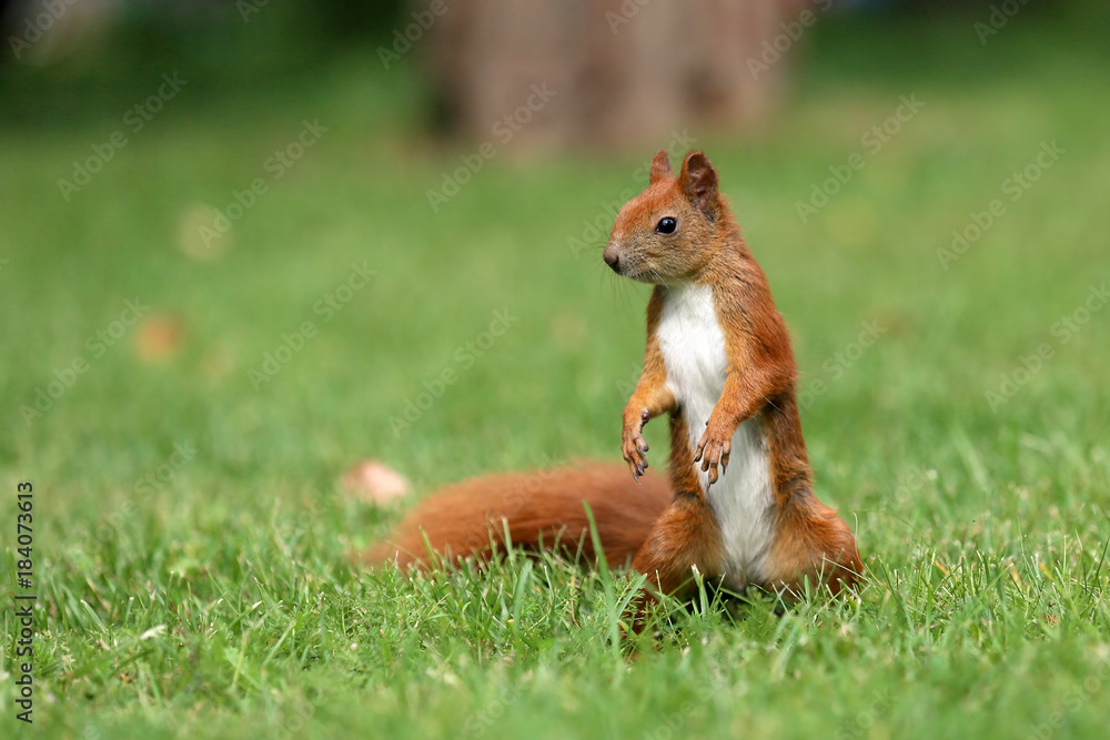The squirrel is a resident of city parks . The squirrel is a resident of city parks .