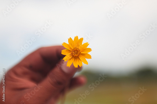 Wallpaper Mural small yellow flower in hand with blue sky view Torontodigital.ca