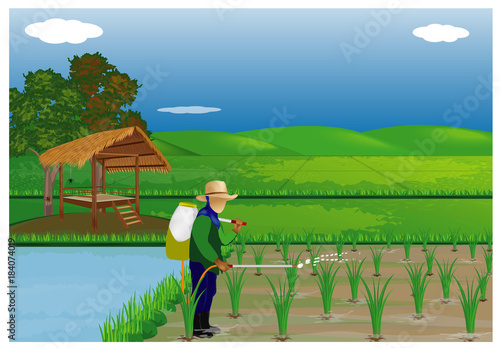 farmer sprays rice plant in paddy field vector design